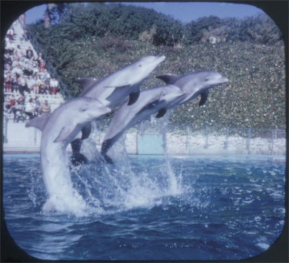 Marineland of the Pacific - View-Master 3 Reel Packet - vintage - PKT-A188-S5 Packet 3dstereo 