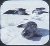 9 ANDREW - The South Pole - View-Master 3 Reel Packet - vintage - 6500-A,B,C-S3 Packet 3Dstereo 
