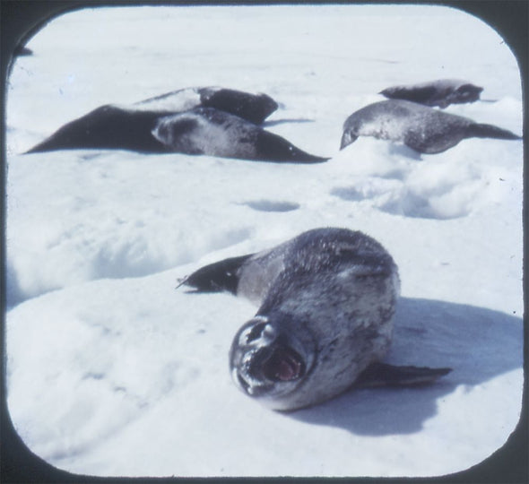 9 ANDREW - The South Pole - View-Master 3 Reel Packet - vintage - 6500-A,B,C-S3 Packet 3Dstereo 