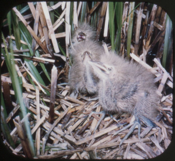 7 ANDREW - Wild Birds in Natural Habitat - View-Master 3 Reel Packet - vintage - 895-A,B,C-S2 Packet 3dstereo 