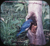 7 ANDREW - Wild Birds in Natural Habitat - View-Master 3 Reel Packet - vintage - 895-A,B,C-S2 Packet 3dstereo 