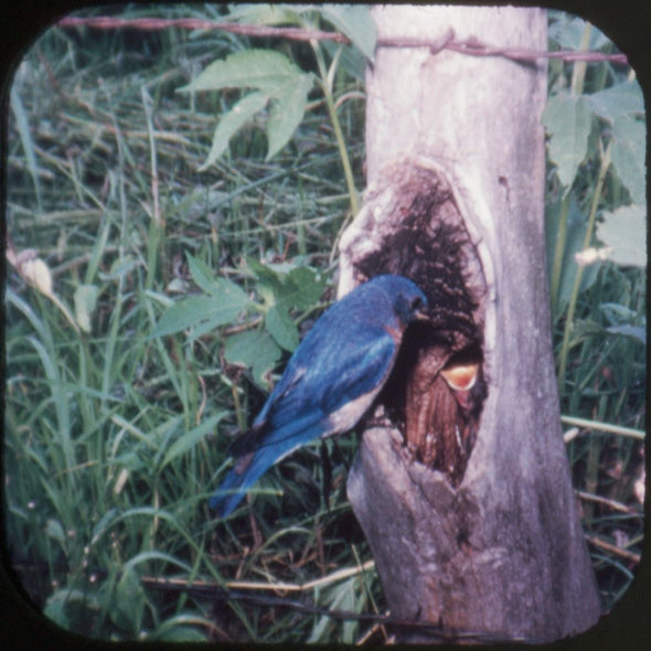 9 ANDREW - Wild Birds - View-Master 3 Reel Packet - vintage - 895-A,B,C-BS3 Packet 3Dstereo 