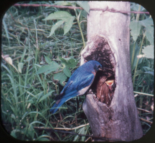 7 ANDREW - Wild Birds in Natural Habitat - View-Master 3 Reel Packet - vintage - 895-A,B,C-S2 Packet 3dstereo 