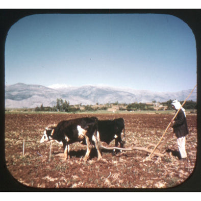 5 ANDREW - Hule Valley - Galilee Israel - View-Master Single Reel - 1949 - vintage - 4014 Reels 3dstereo 