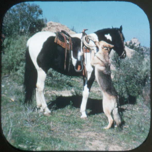 9 ANDREW - Rin-Tin-Tin - View-Master 3 Reel Economy Packet - vintage - 930-A,B,C-S3 Packet 3Dstereo 