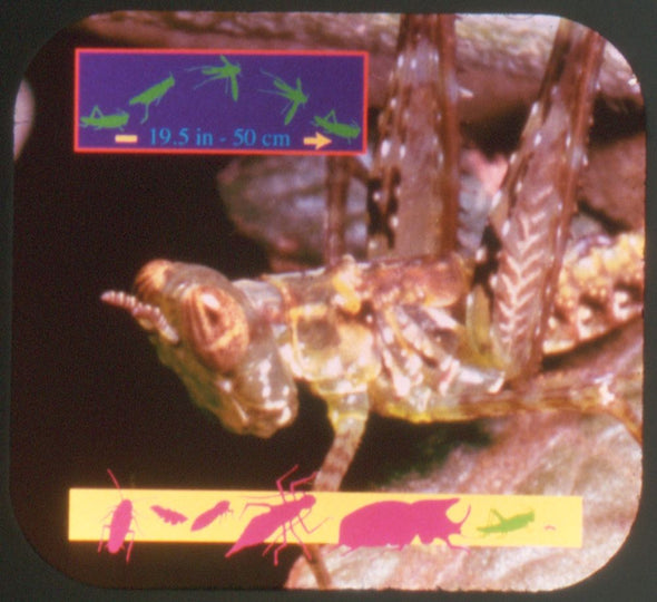 Bugs & Insects - Discovery Channel - View-Master 3 Reel Set - new WKT 3dstereo 