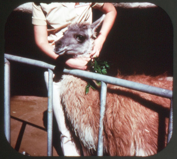 Children's Zoo - San Diego - View Master 3 Reel Set - AS NEW WKT 3dstereo 