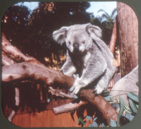 Children's Zoo - San Diego - View Master 3 Reel Set - AS NEW WKT 3dstereo 