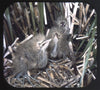 10 ANDREW - Wild Birds in Natural Habitats - View-Master 3 Reel Packet - 1955 - vintage - 895-A,B,C-S3 Packet 3dstereo 