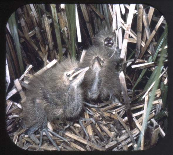 10 ANDREW - Wild Birds in Natural Habitats - View-Master 3 Reel Packet - 1955 - vintage - 895-A,B,C-S3 Packet 3dstereo 