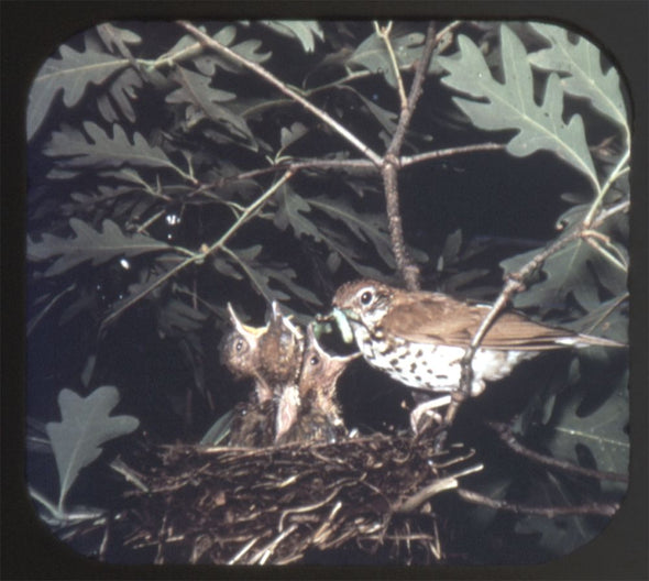 10 ANDREW - Wild Birds in Natural Habitats - View-Master 3 Reel Packet - 1955 - vintage - 895-A,B,C-S3 Packet 3dstereo 