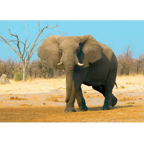 African Bush Elephant - 3D Lenticular Postcard Greeting Cardd - NEW Postcard 3dstereo 
