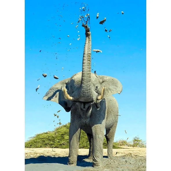 African Elephant Mudbathing - 3D Lenticular Postcard Greeting Cardd - NEW Postcard 3dstereo 