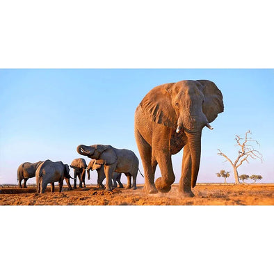 African Elephants - 3D Lenticular Oversize-Postcard Greeting Cardd - NEW Postcard 3dstereo 