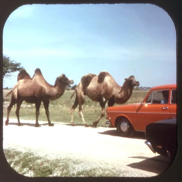 ANDREW - African Lion Safari - View-Master 3 Reel Packet - Ontario, Canada - (A042-G5A) Packet 3dstereo 