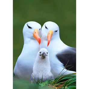 Albatross - 3D Lenticular Postcard Greeting Card Postcard 3dstereo 