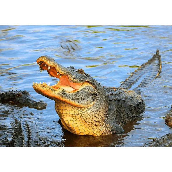 American Alligator - 3D Lenticular Postcard Greeting Card - NEW Postcard 3dstereo 