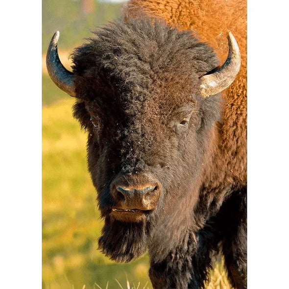 American Bison - 3D Lenticular Postcard Greeting Cardd - NEW Postcard 3dstereo 