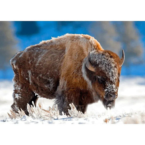 American Bison in Snow - 3D Lenticular Postcard Greeting Cardd - NEW Postcard 3dstereo 
