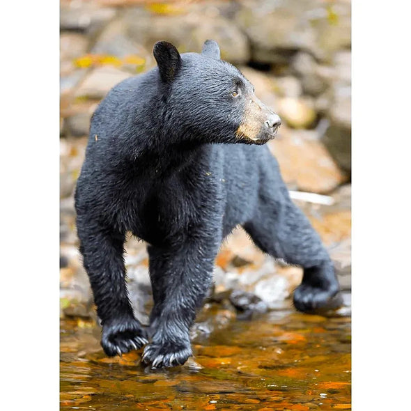 American Black Bear - 3D Lenticular Postcard Greeting Cardd - NEW Postcard 3dstereo 