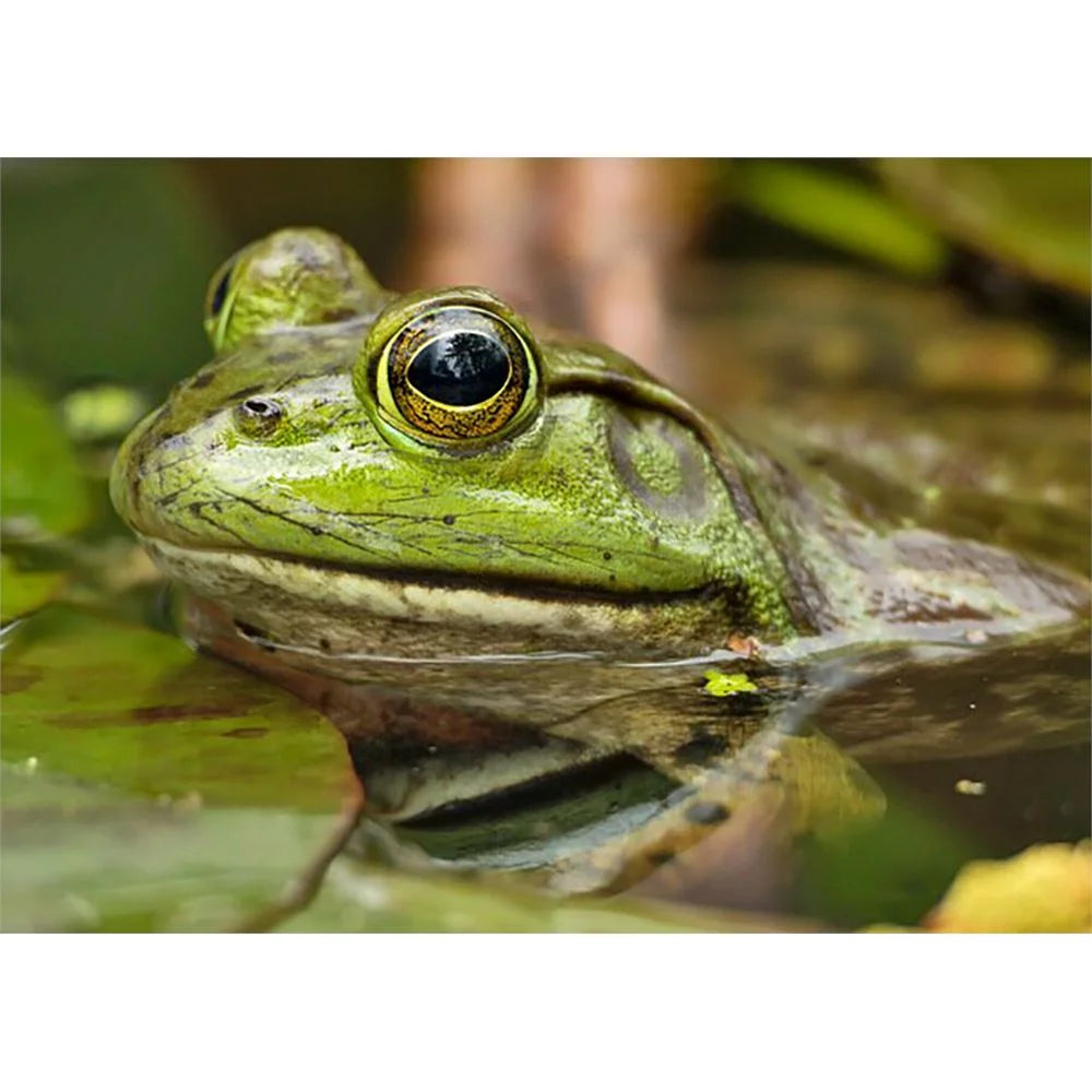 American Bullfrog American Bullfrog | EEK WI