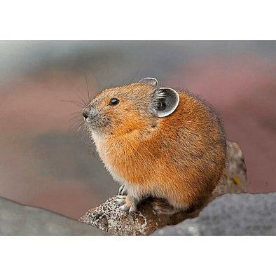 American Pika - 3D Lenticular Postcard Greeting Cardd - NEW Postcard 3dstereo 