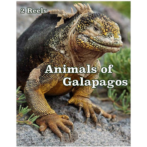 Animals of Galapagos - View-Master 2 Reel Set - NEW 3Dstereo.com 