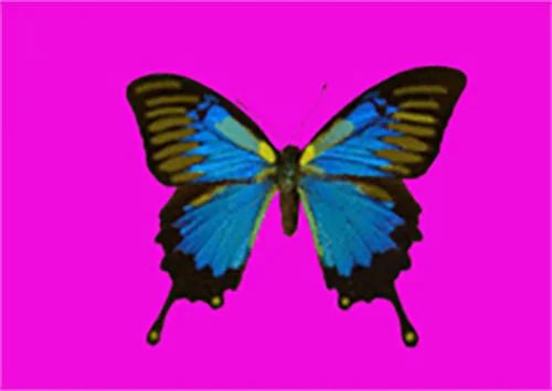 Animated Butterfly - Postcard Motion Lenticular Greeting Card - NEW Postcard 3dstereo 