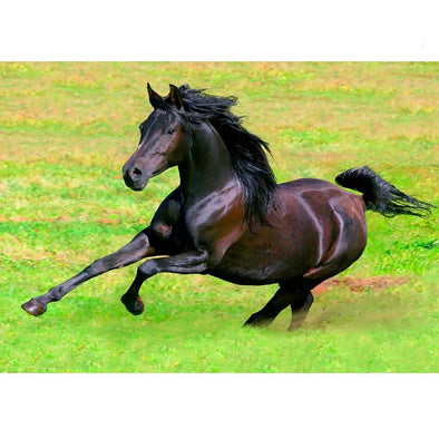 Arabian Horse Galloping - 3D Lenticular Postcard Greeting Card - NEW Postcard 3dstereo 