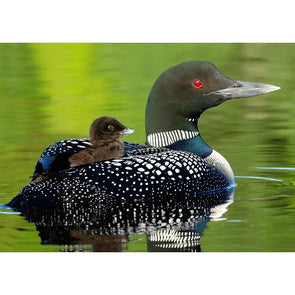 Baby Common Loon - 3D Lenticular Postcard Greeting Card Postcard 3dstereo 
