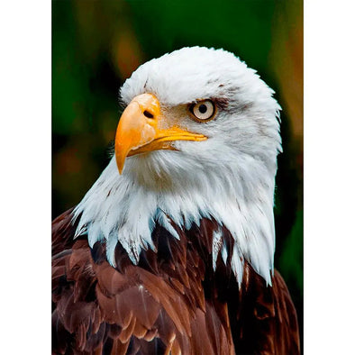 Bald Eagle Face - 3D Lenticular Postcard Greeting Card Postcard 3dstereo 