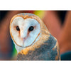 Barn Owl - 3D Action Lenticular Postcard Greeting Card Postcard 3dstereo 