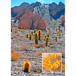 Barrel Cactus - 3D Lenticular Postcard Greeting Card - NEW Postcard 3dstereo 