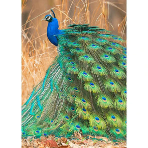 Beautiful Peacock - Birds - 3D Lenticular Postcard Greeting Card Postcard 3dstereo 
