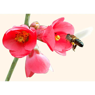 Bee Collecting Nectar - 3D Flip Lenticular Postcard Greeting Card - NEW Postcard 3dstereo 