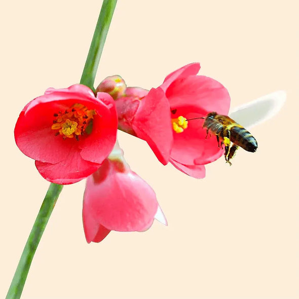 Bee Collecting Nectar - 3D Lenticular Maxi-Postcard Greeting Card - NEW Postcard 3dstereo 