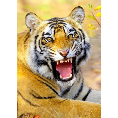 Bengal Tiger roaring - 3D Lenticular Postcard Greeting Card - NEW