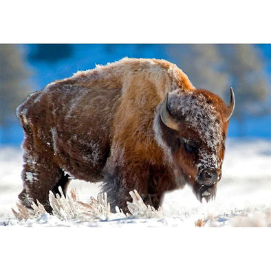 BISON IN THE SNOW - 3D Magnet for Refrigerator, Whiteboard, Locker MAGNET 3dstereo 