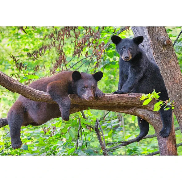 Black Bear in a tree - 3D Lenticular Postcard Greeting Cardd - NEW Postcard 3dstereo 