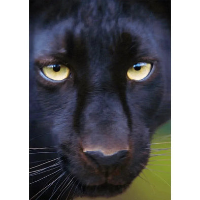Black Panther - 3D Lenticular Postcard Greeting Cardd - NEW Postcard 3dstereo 