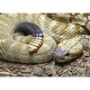 Black-Tailed Rattlesnake - 3D Lenticular Postcard Greeting Card - NEW