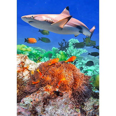 Blacktip Shark in a Coral - 3D Lenticular Postcard Greeting Card- NEW Postcard 3dstereo 
