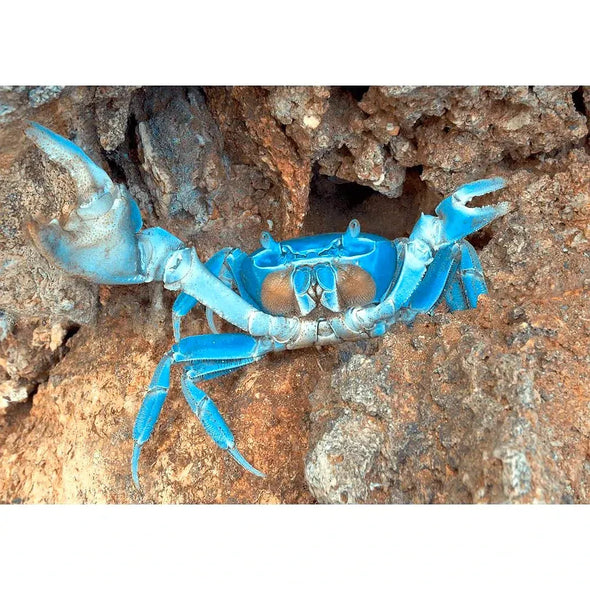 Blue Crab - 3D Lenticular Postcard Greeting Card- NEW Postcard 3dstereo 