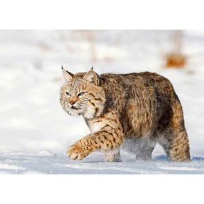 Bobcat in Snow - 3D Lenticular Postcard Greeting Cardd - NEW Postcard 3dstereo 