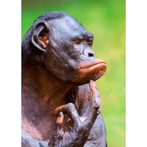 Bonobo thinking (Pygmy Chimpanzee) - 3D Lenticular Postcard Greeting Cardd - NEW Postcard 3dstereo 
