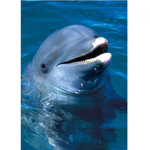 Bottlenose Dolphin - 3D Lenticular Postcard Greeting Card- NEW Postcard 3dstereo 