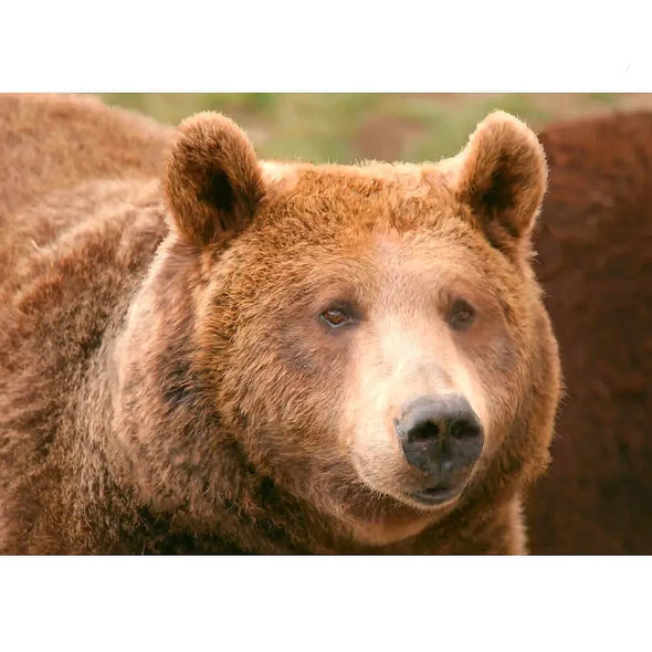 Brown Bear - 3D Lenticular Postcard Greeting Cardd - NEW Postcard 3dstereo 
