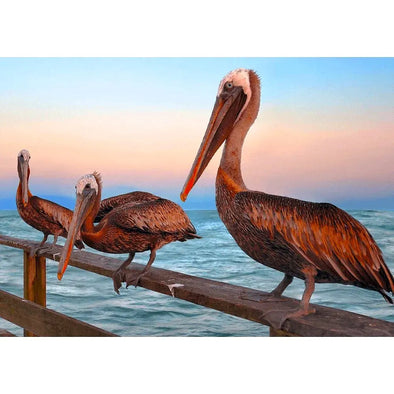 Brown Pelicans - 3D Lenticular Postcard Greeting Cardd - NEW Postcard 3dstereo 