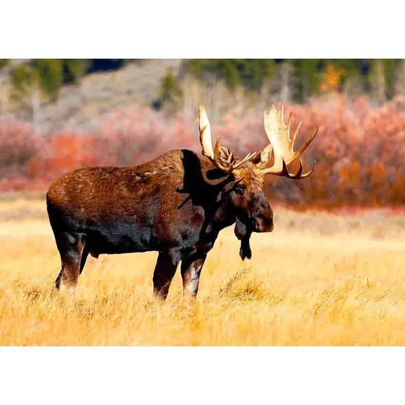 Bull Moose - 3D Lenticular Postcard Greeting Cardd - NEW Postcard 3dstereo 