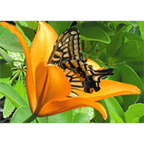Butterfly in Lily - 3D Lenticular Postcard Greeting Card - NEW 3dstereo 